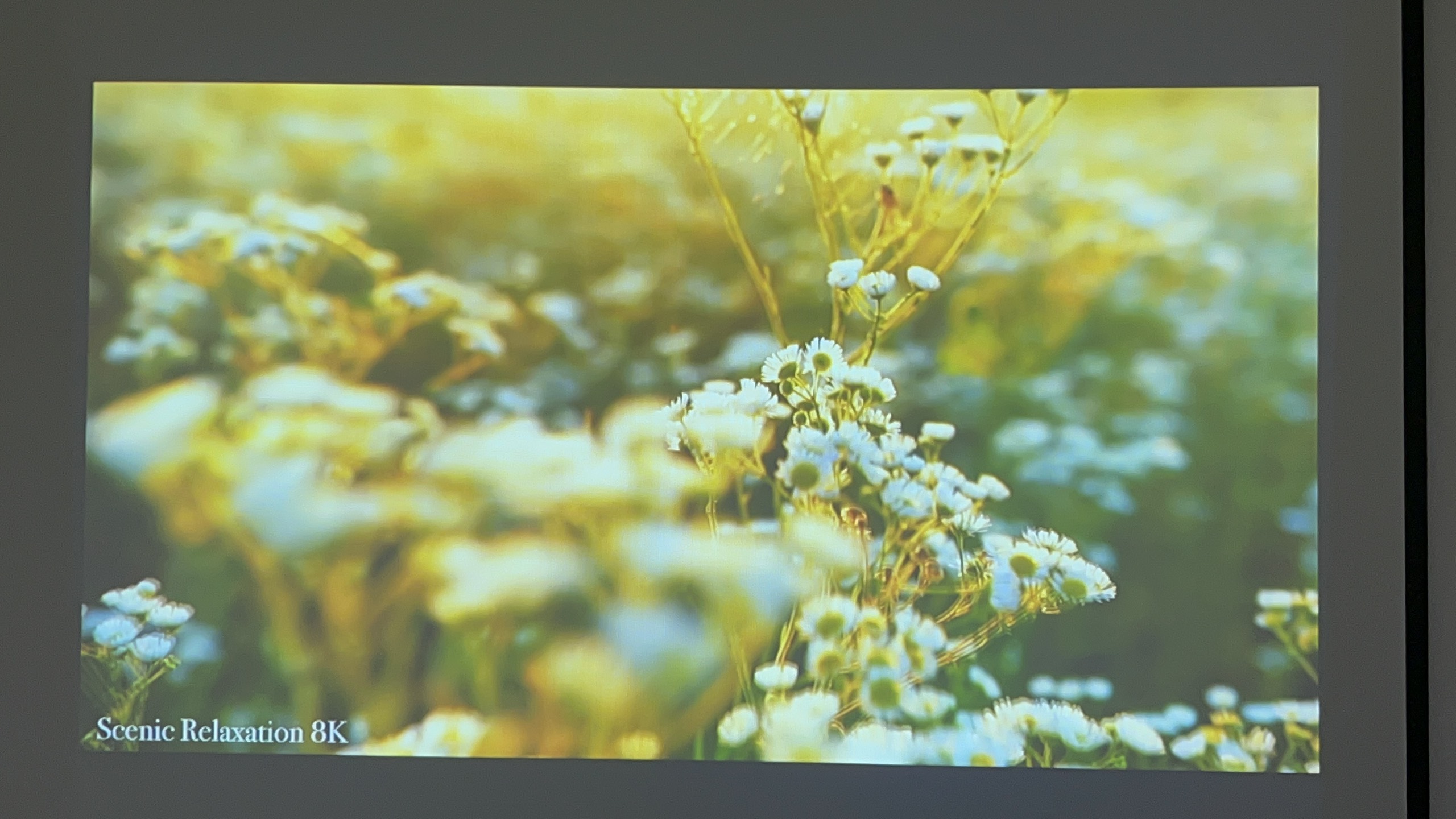 Máy chiếu cũ Panasonic PT-FX400 giá rẻ