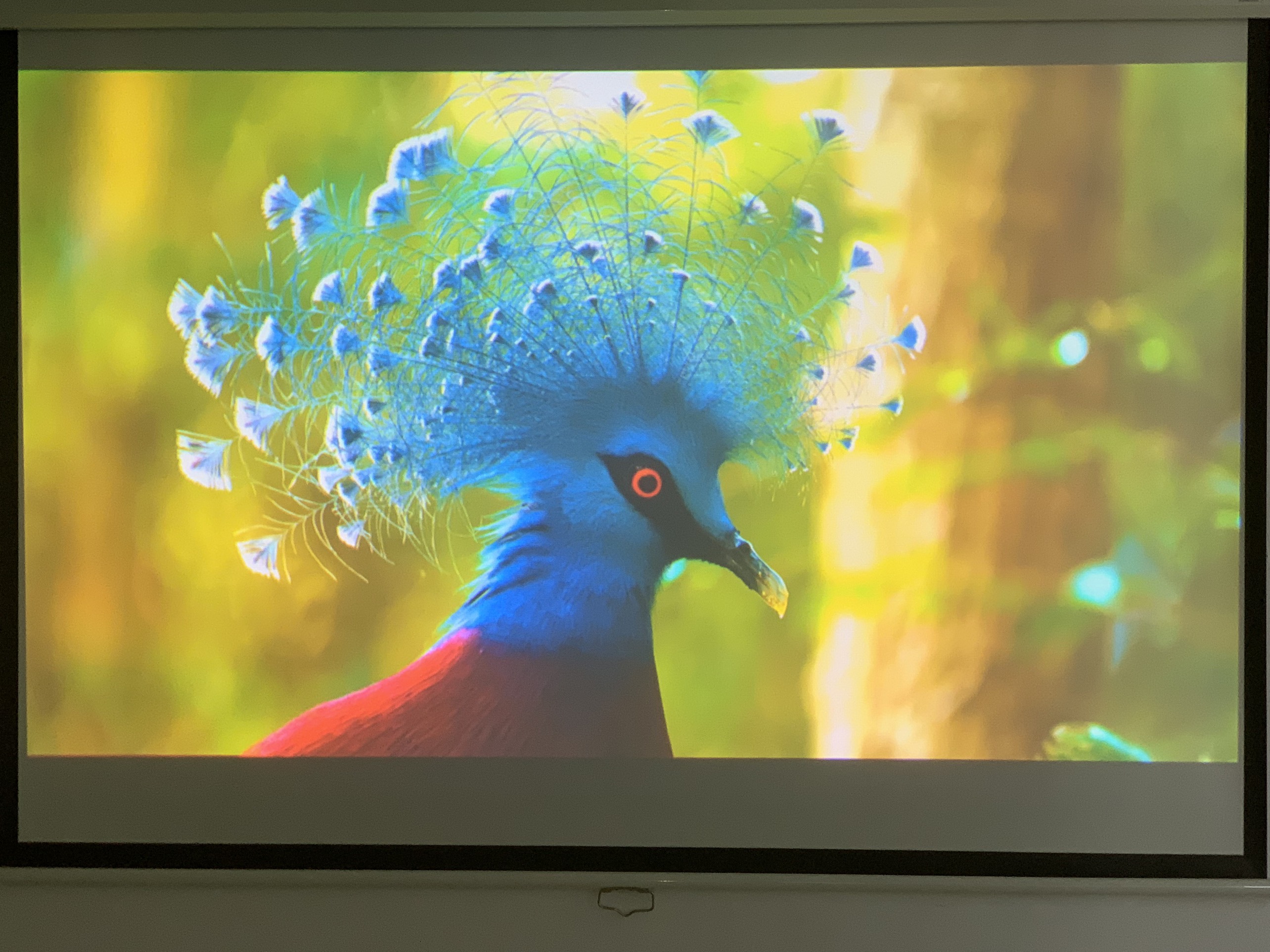 Máy chiếu cũ Sony EW130 giá rẻ