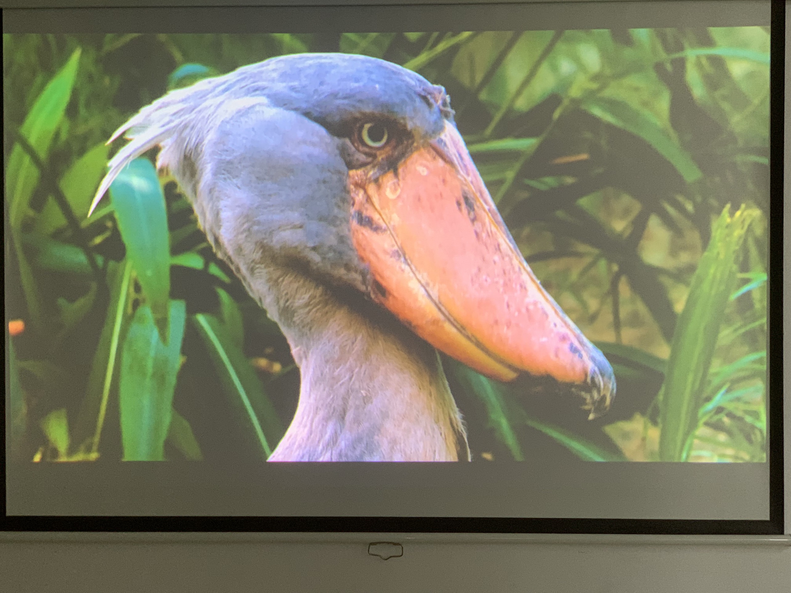 Máy chiếu cũ Sony EW130 giá rẻ