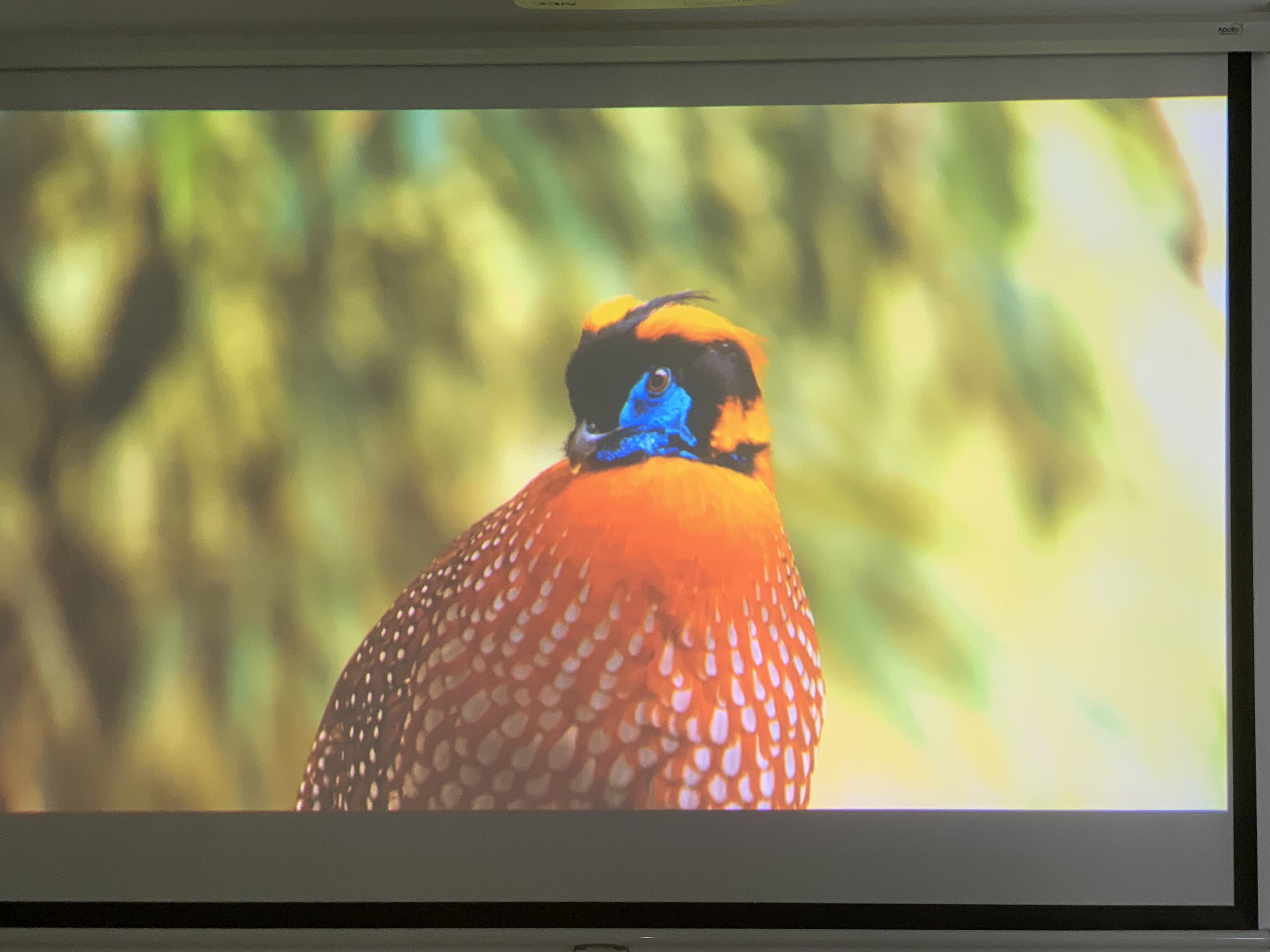 Máy chiếu cũ Sony EW130 giá rẻ