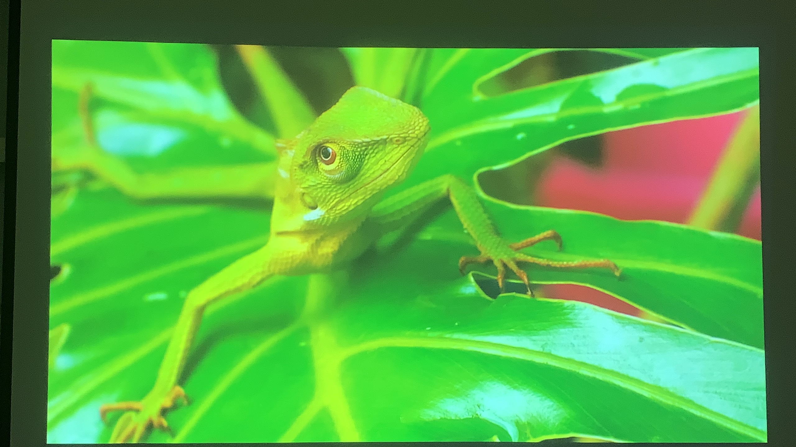 Máy chiếu cũ Epson EB-W41
