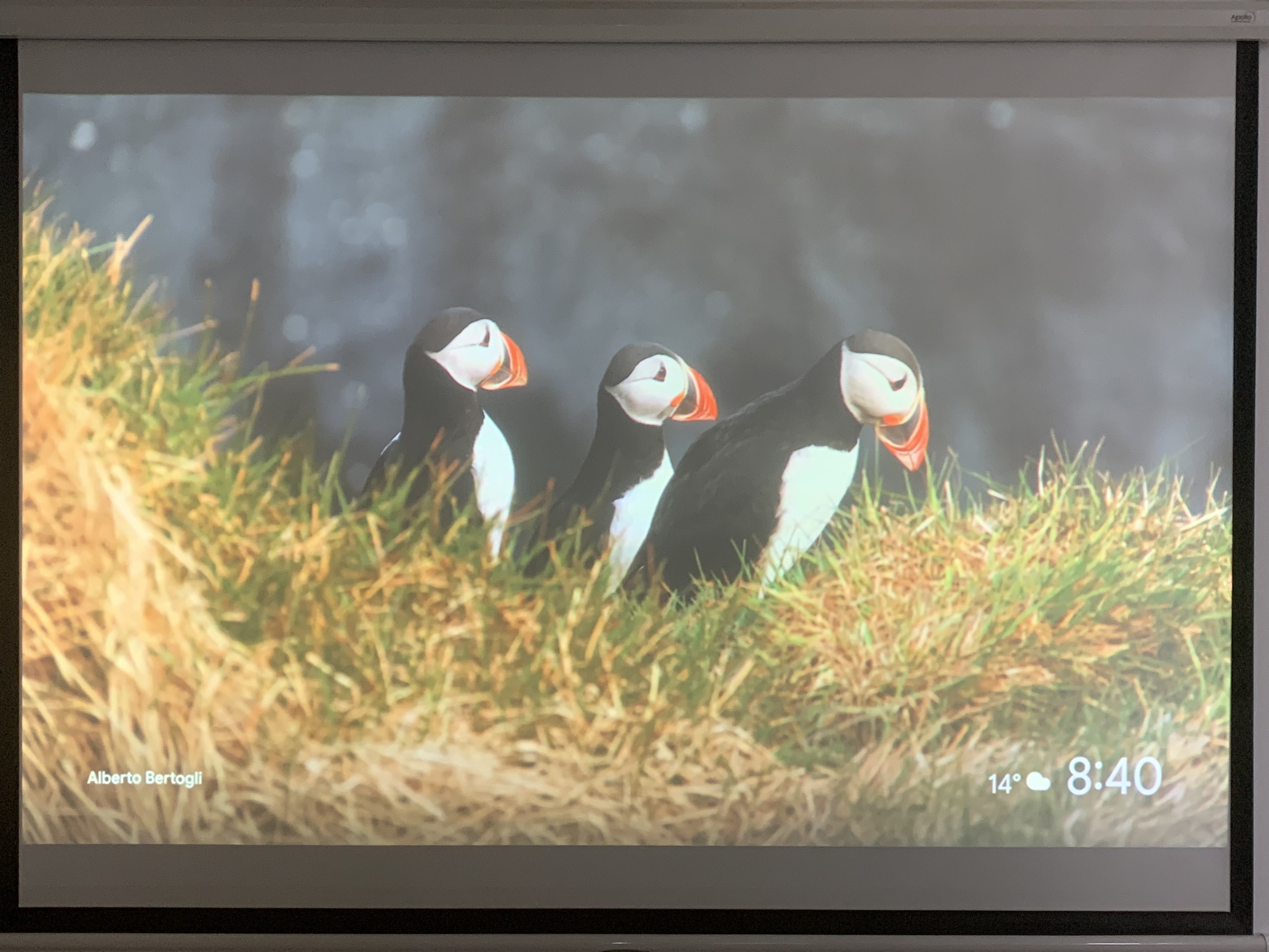 Máy chiếu cũ EPSON EB-1780W