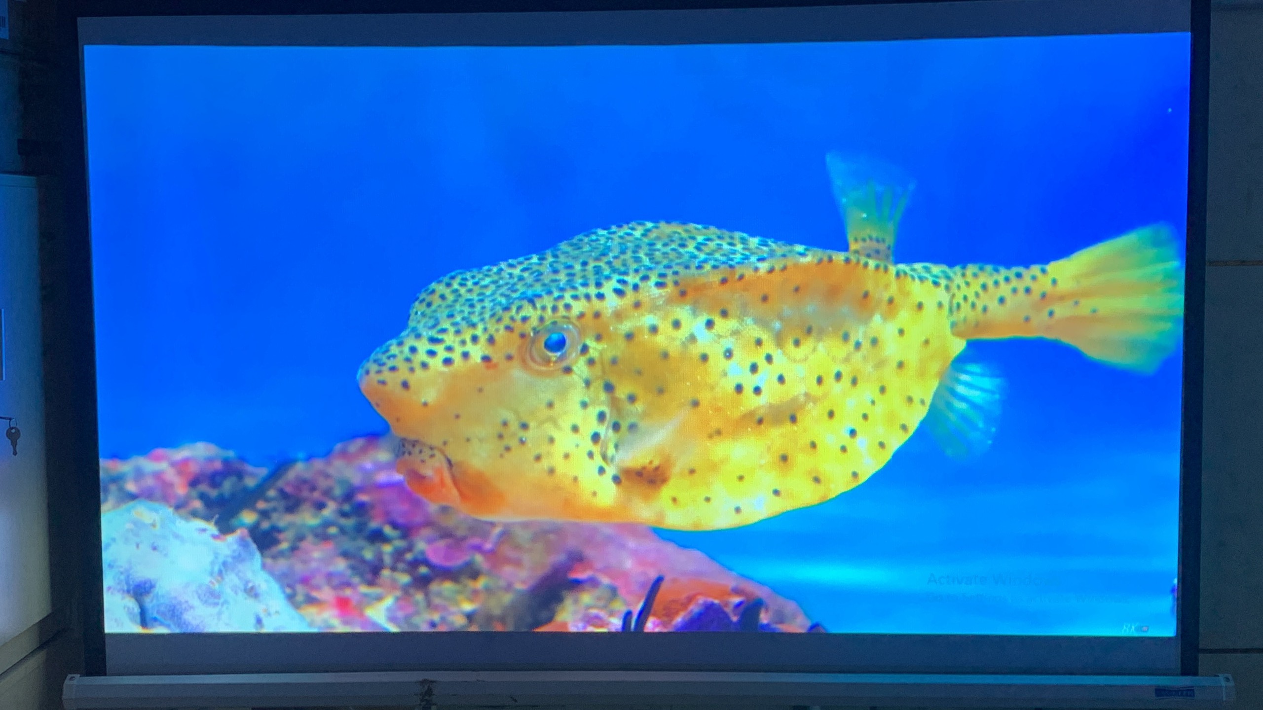 Máy chiếu EPSON EB-W51