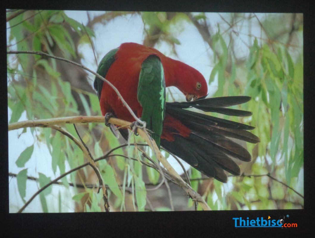 Máy chiếu cũ Viewsonic SP16