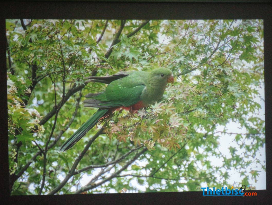 Máy chiếu cũ Viewsonic SP16