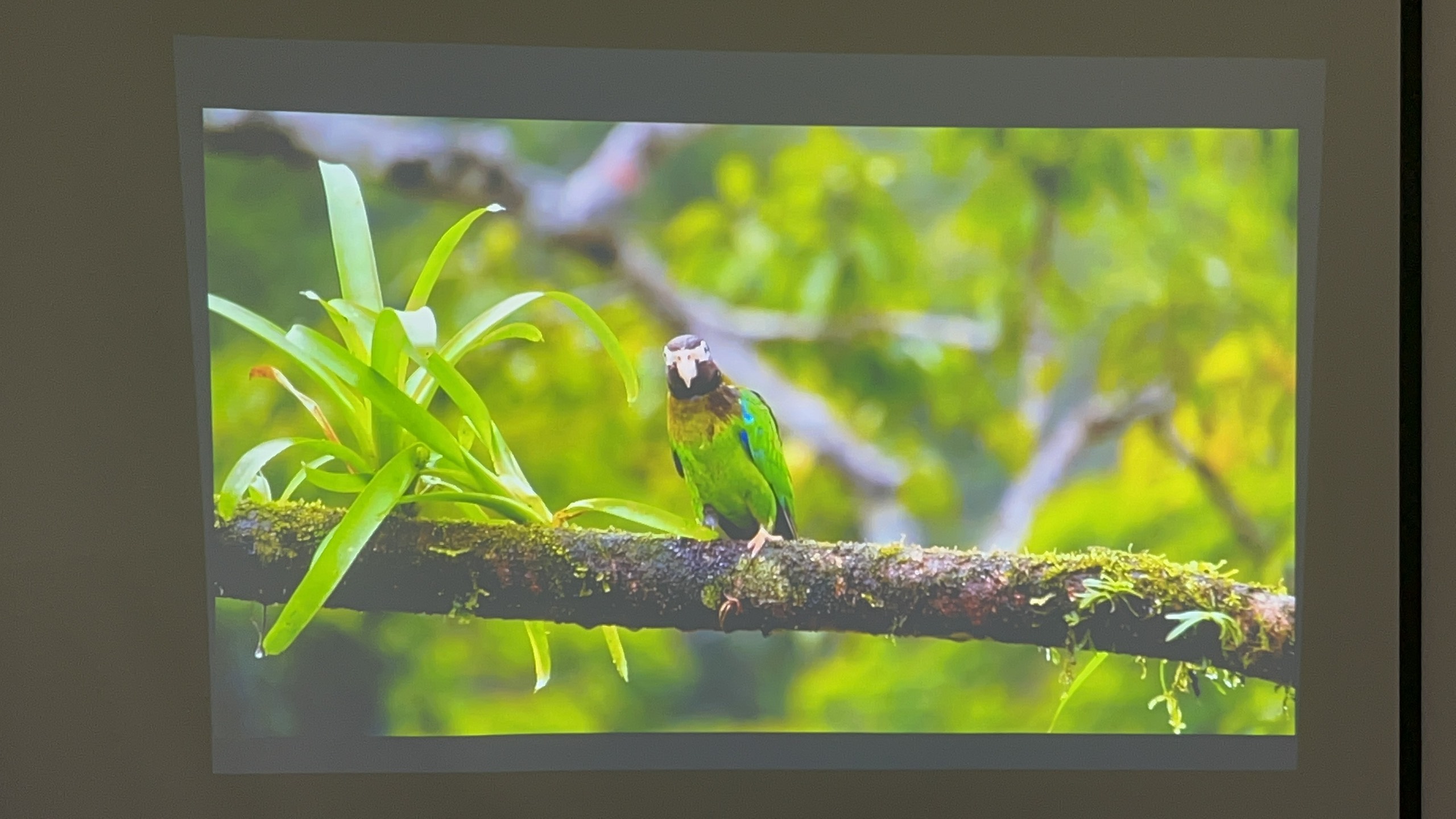 Máy chiếu cũ Panasonic PT-LW373