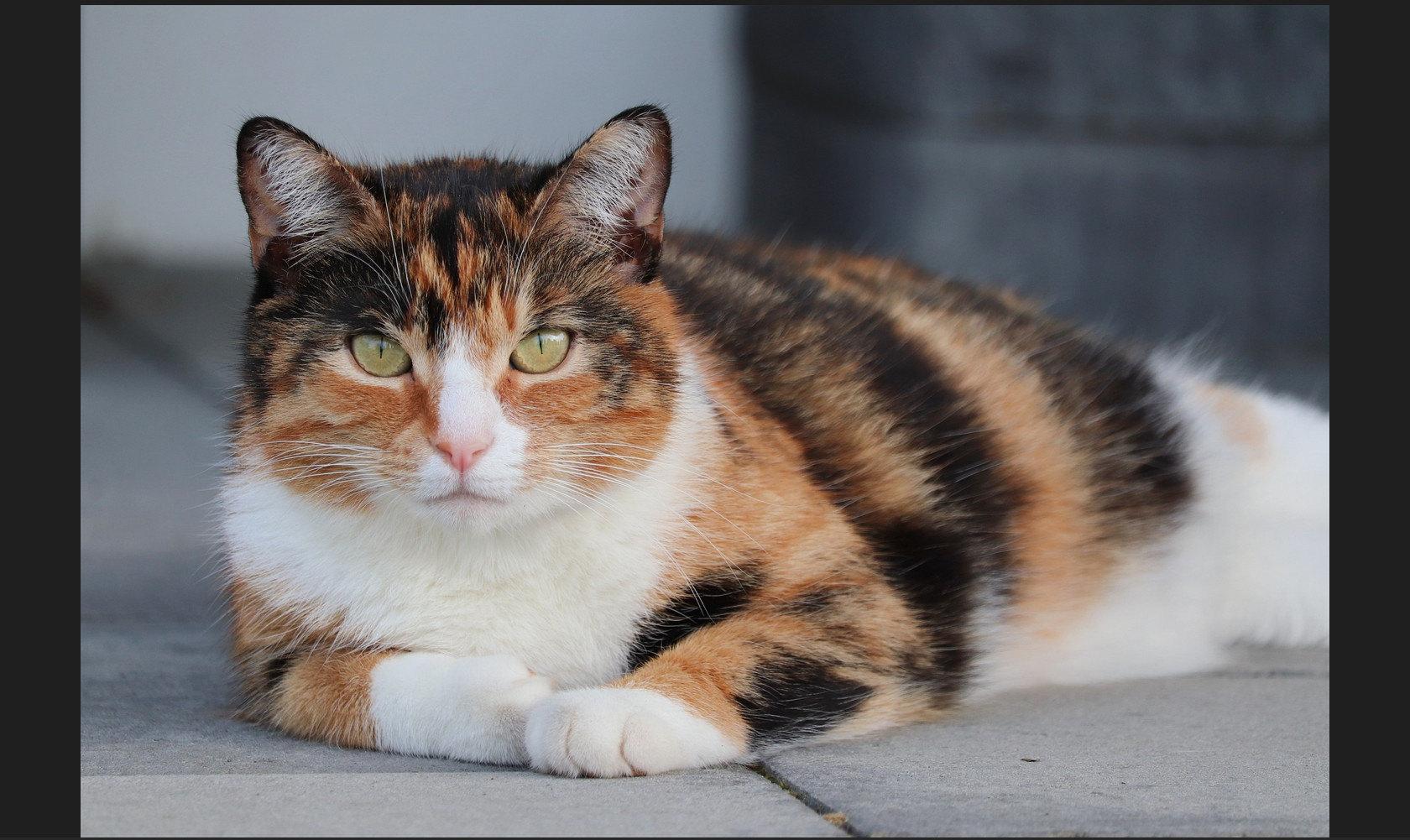 Máy chiếu cũ Panasonic PT-LB305