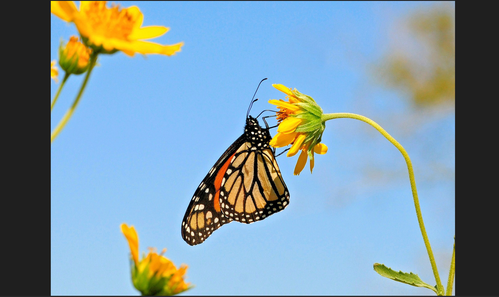 Máy chiếu cũ Panasonic PT-LB305