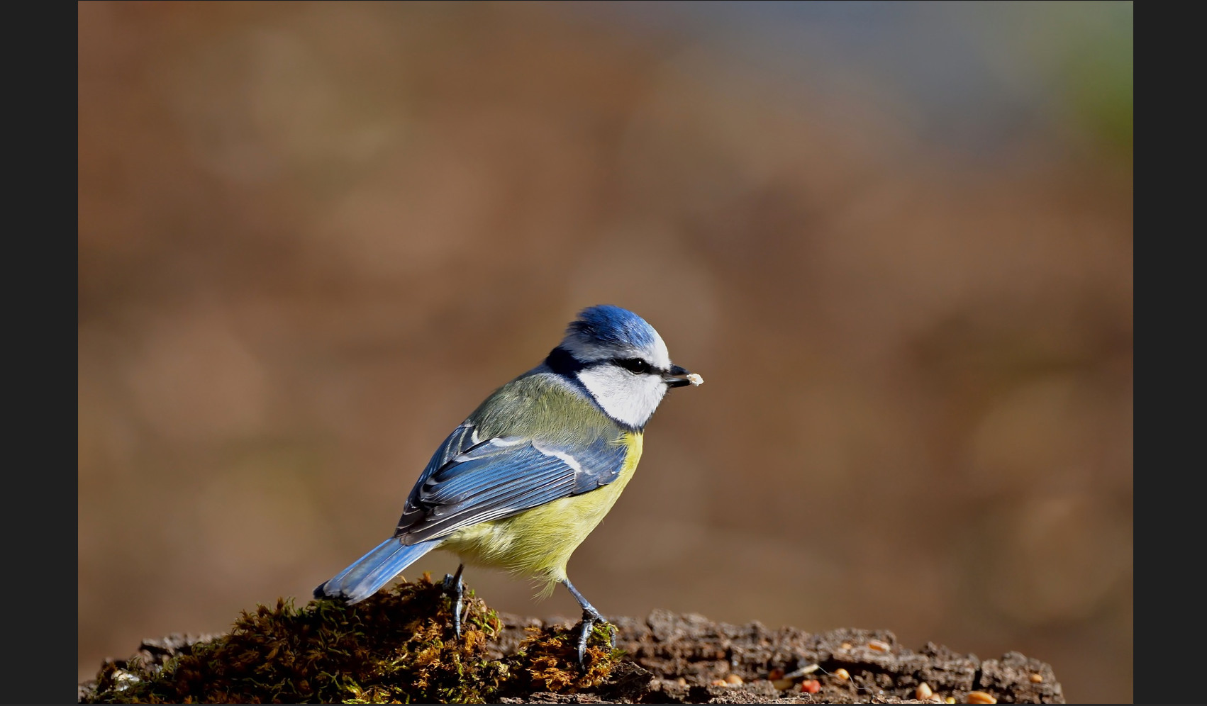 Máy chiếu cũ Panasonic PT-LB305