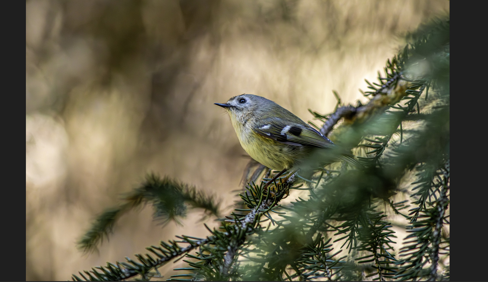 Máy chiếu cũ EIKI EK-302X