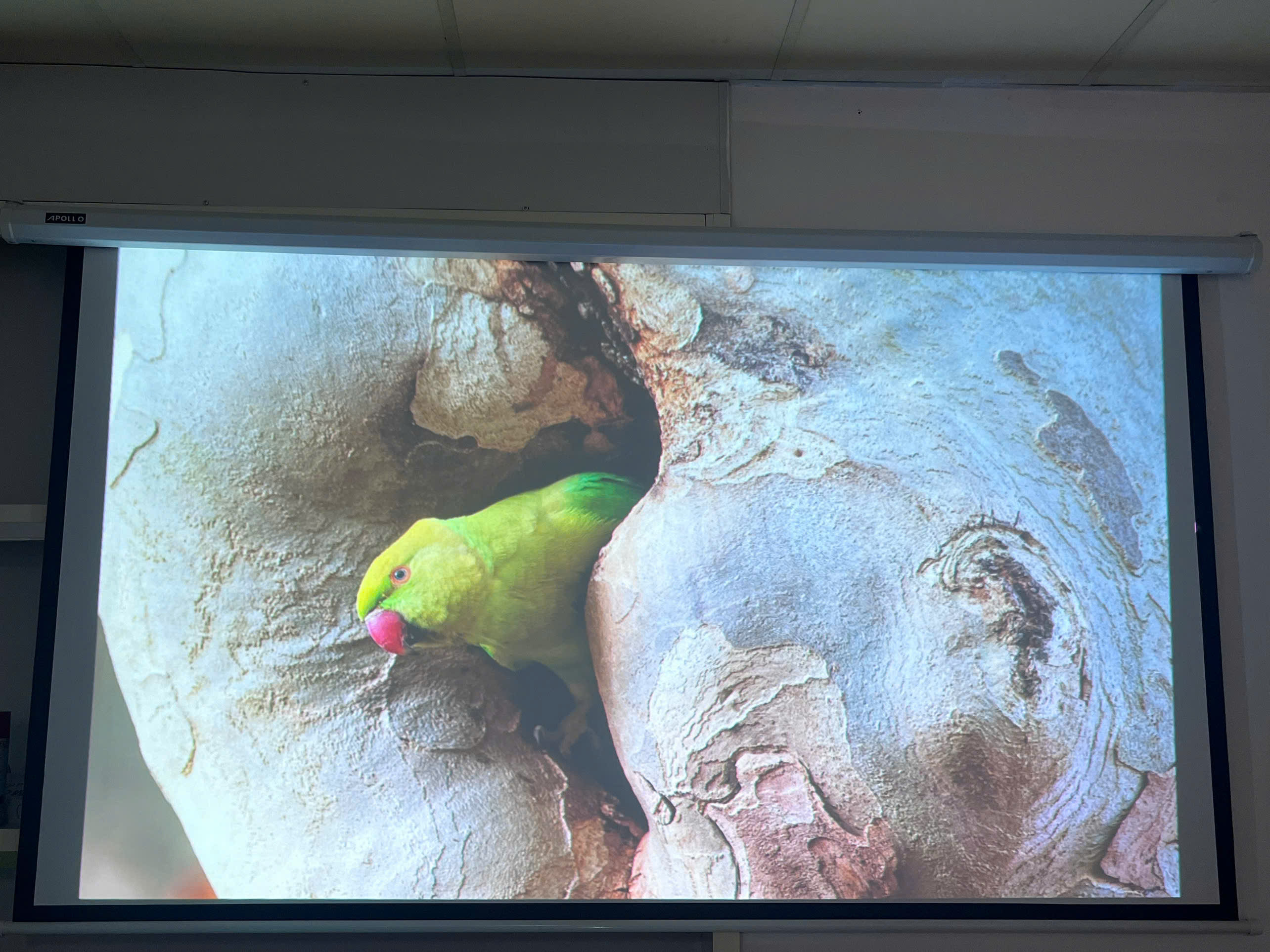 Máy Chiếu EPSON EB-685WT cũ