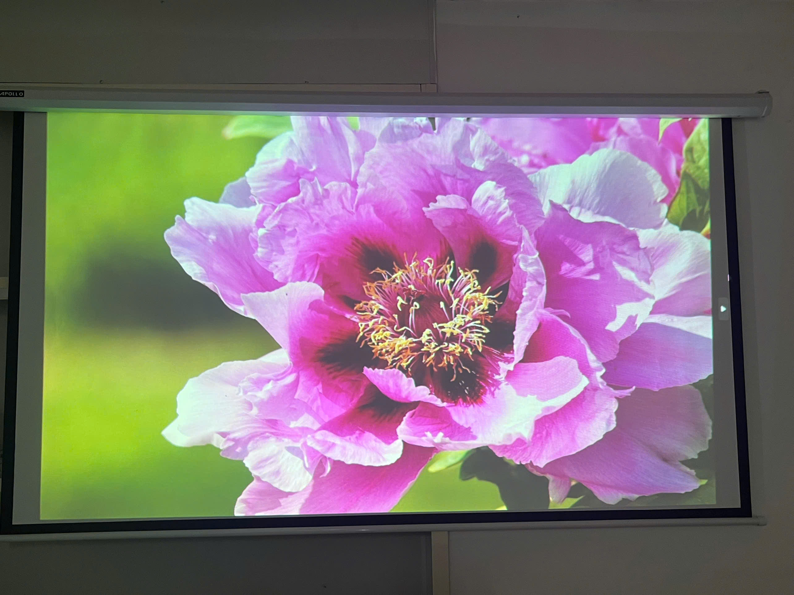 Máy Chiếu Cũ Siêu Gần EPSON EB-685WT