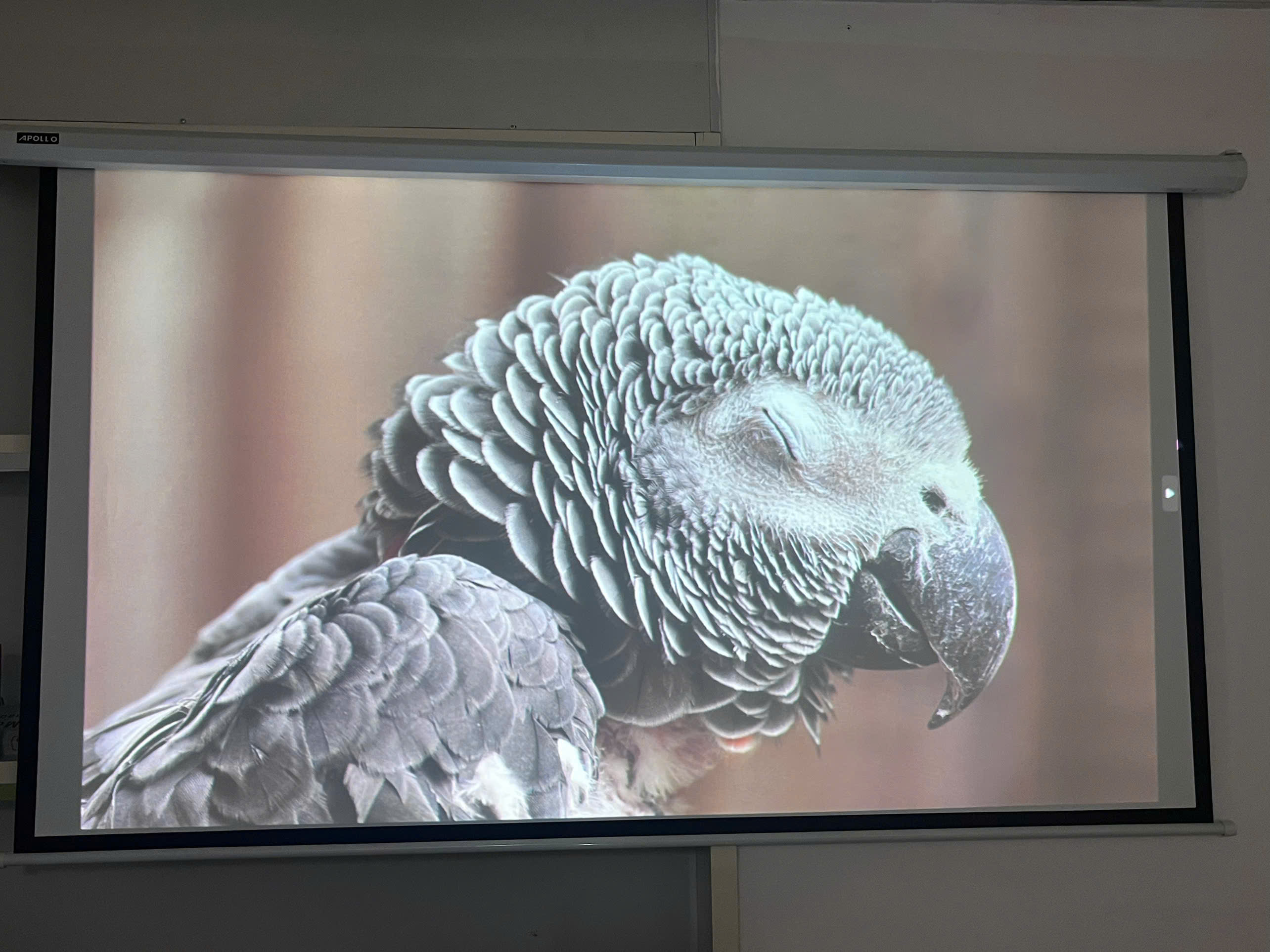 Máy Chiếu Cũ Siêu Gần EPSON EB-685WT