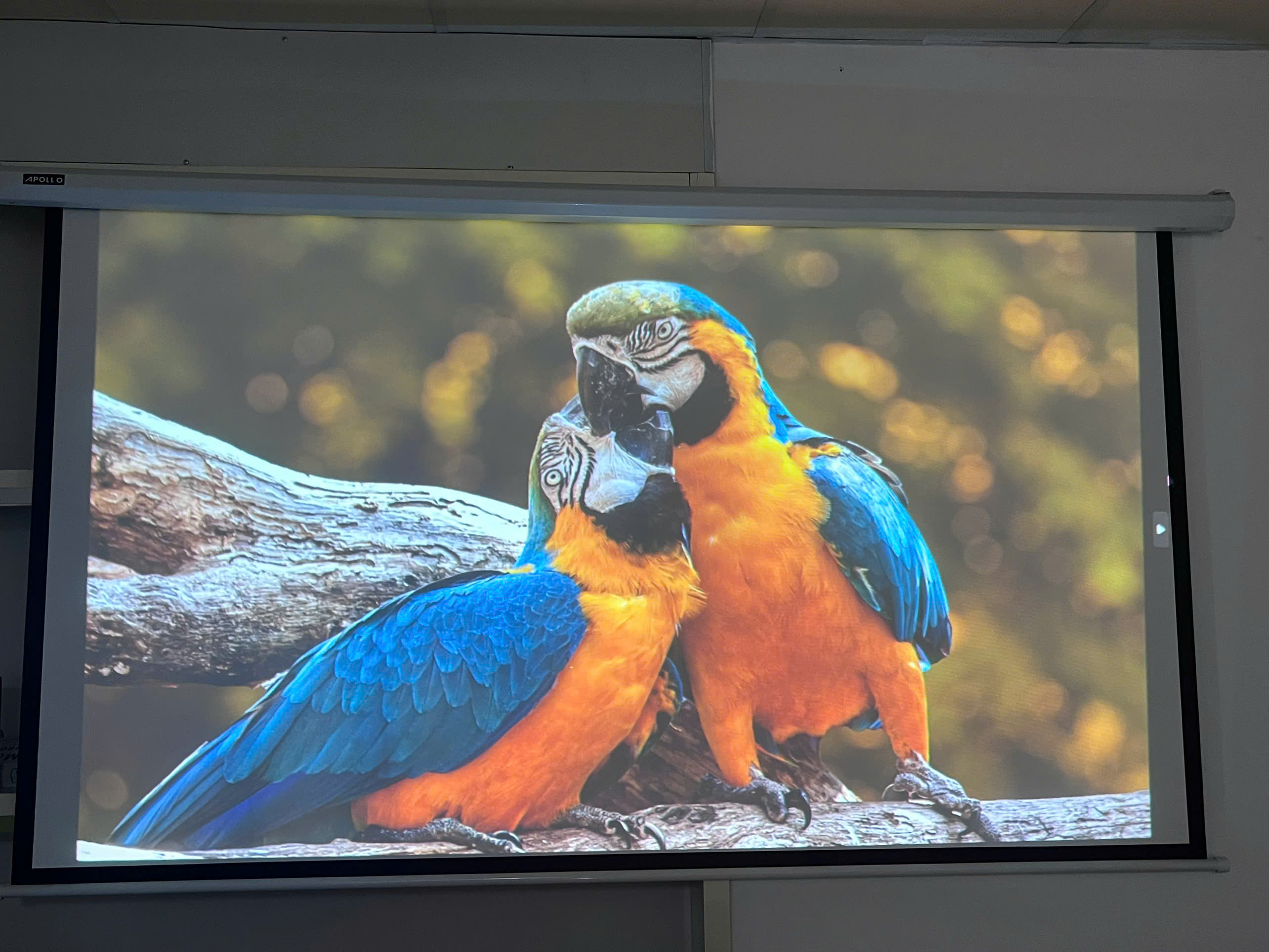 Máy Chiếu EPSON EB-685WT cũ