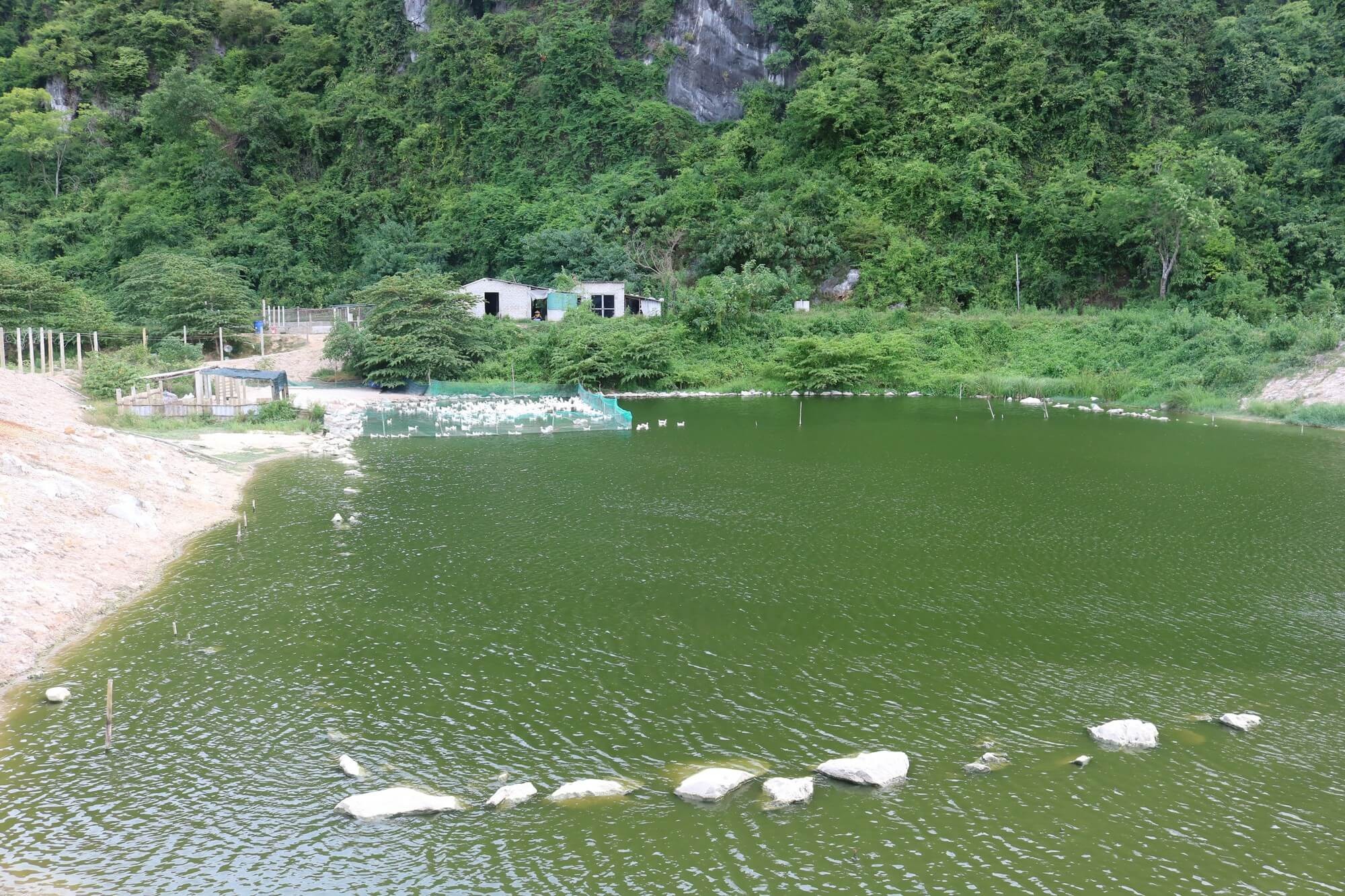 Kiến ba khoang thường xuất hiện nhiều ở ao hồ, vũng nước