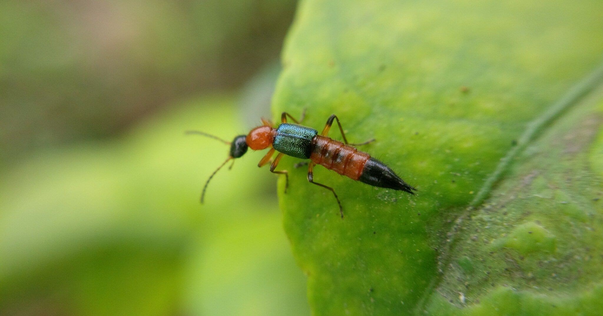 Cách xử lý khi bị kiến ba khoang đốt