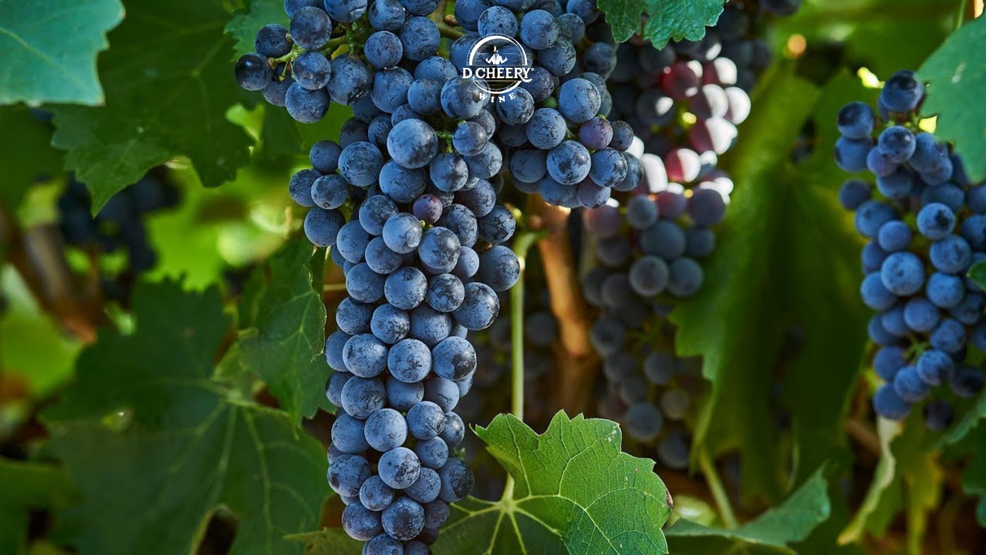 nho cabernet sauvignon