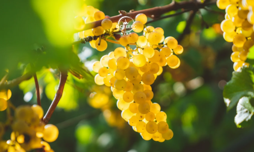 Nho chardonnay