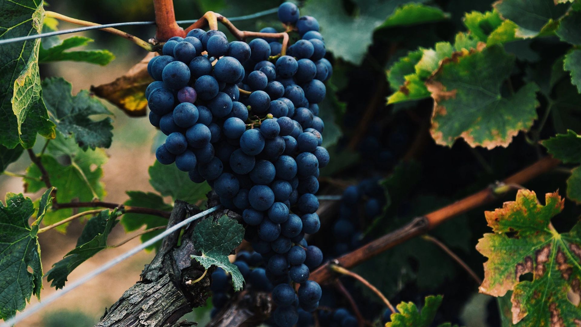 nho merlot