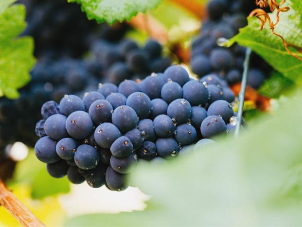 Nho pinot noir