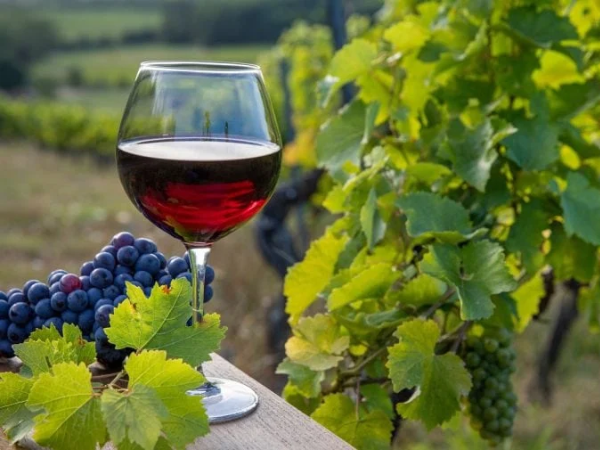 rượu vang làm từ giống nho Pinot Noir