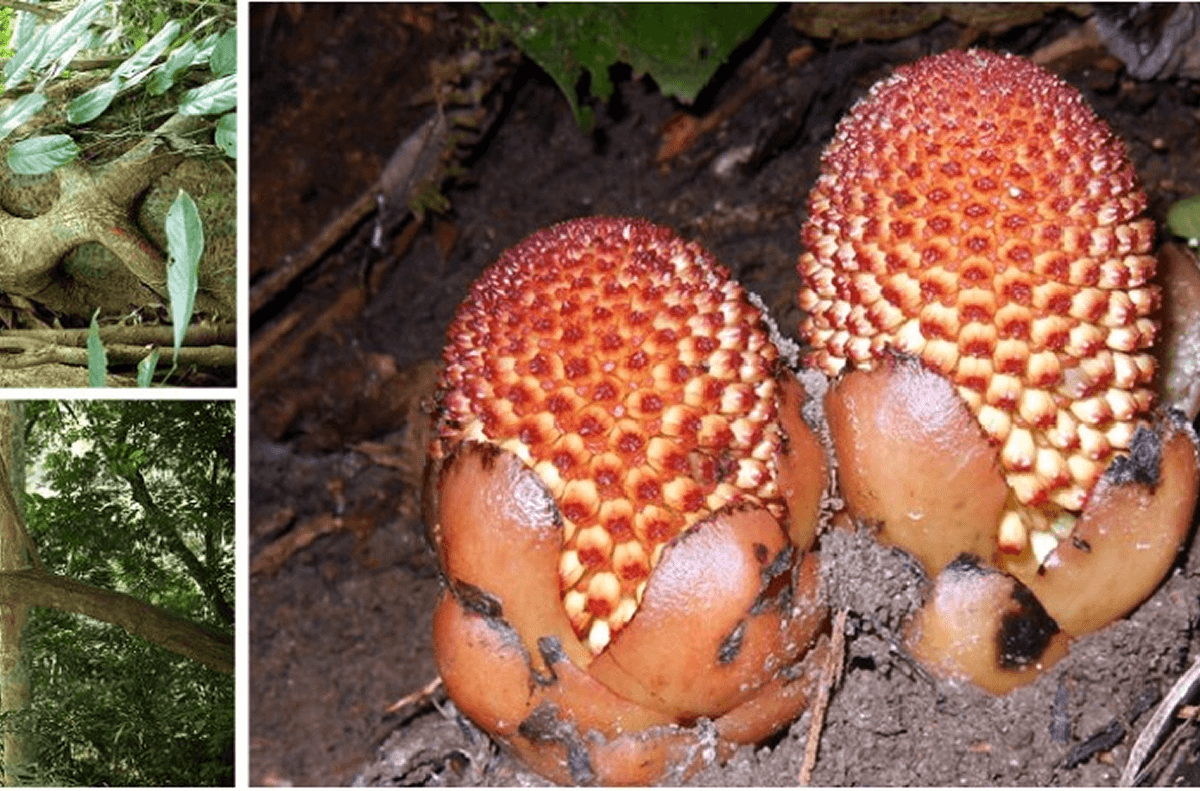 Các Loài Thú Quý Hiếm – Báu Vật Sinh Thái Cúc Phương