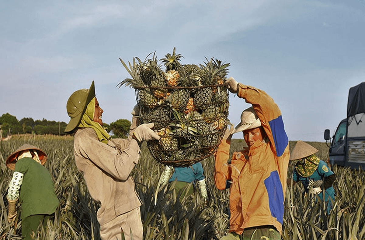 Cách Di Chuyển Đến Nông Trại Dứa Đồng Giao – Đồi Dứa Tam Điệp