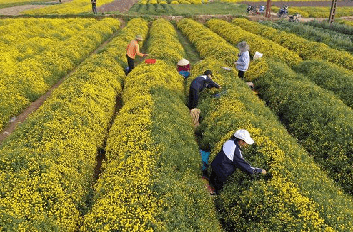 Cánh đồng cúc chi – Mùa hoa rực rỡ tháng 12