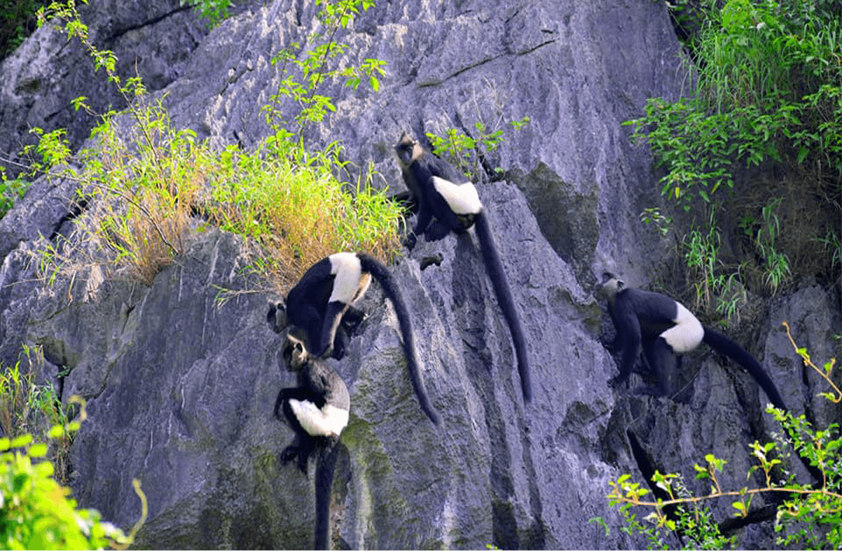 Chiêm ngưỡng voọc mông trắng – biểu tượng sinh thái của Đầm Vân Long