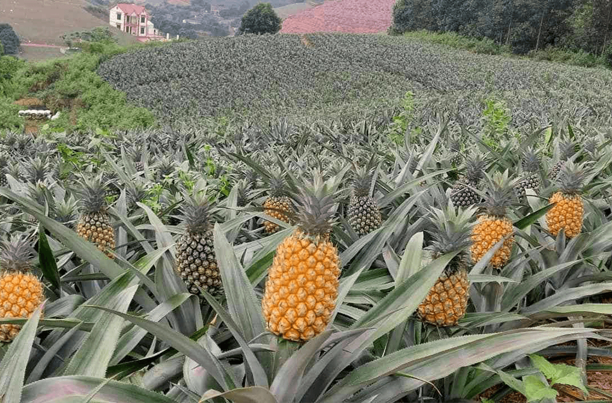 Đồi dứa Tam Điệp