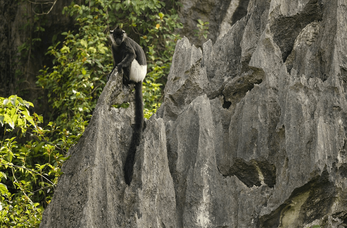 Forestival – Khi Âm Nhạc Trở Thành Cầu Nối Với Rừng