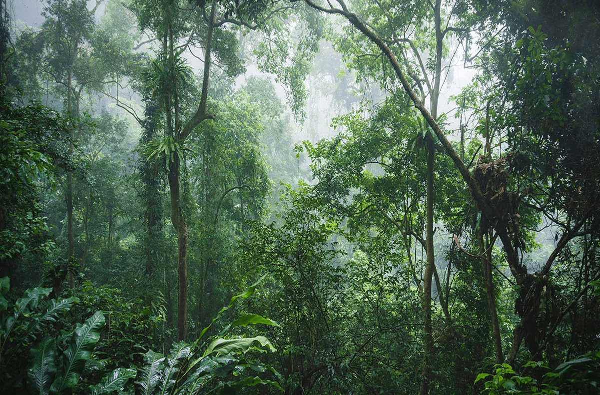 Giá Vé Tham Quan Vườn Quốc Gia Cúc Phương Mới Nhất