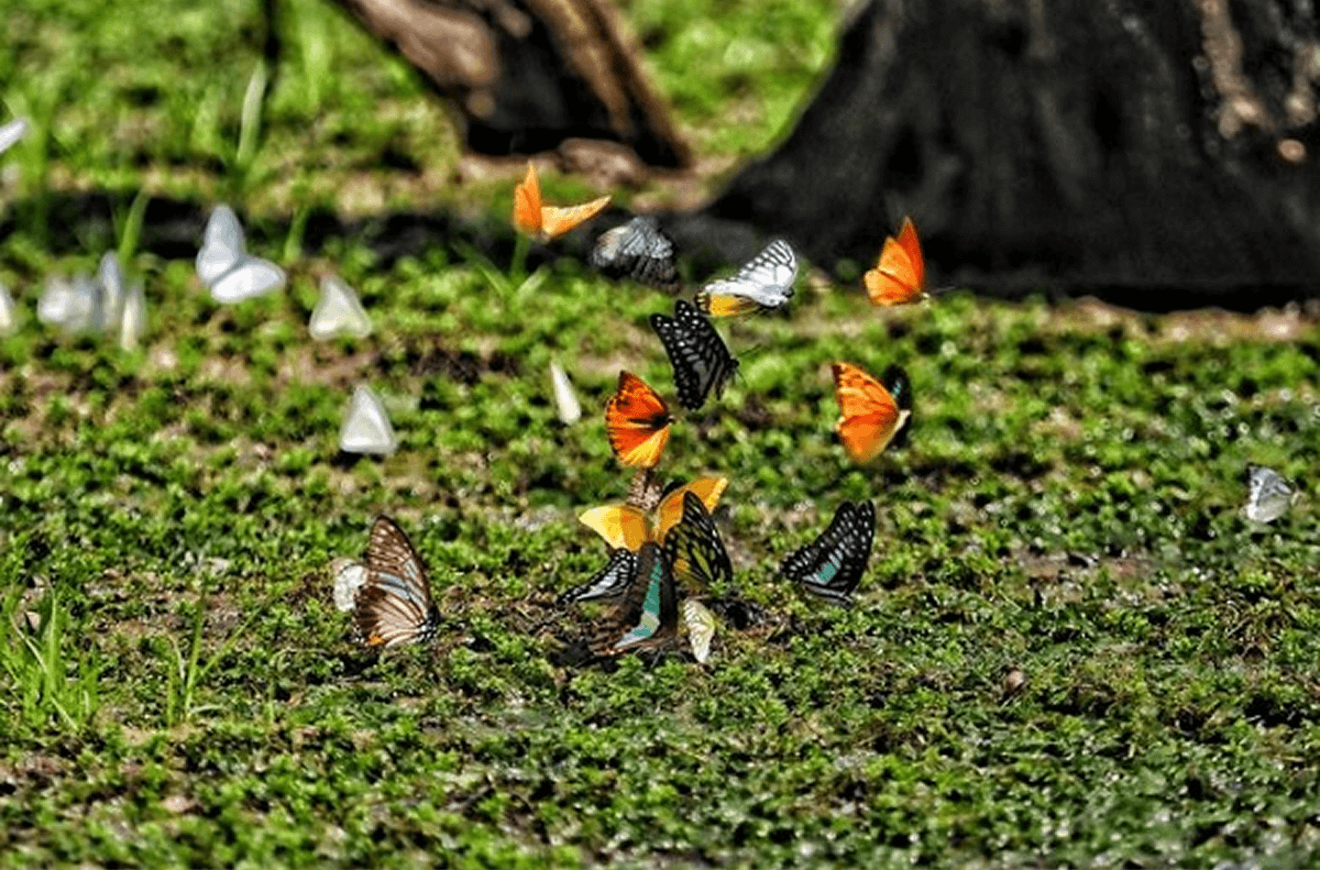 Hệ Chim Phong Phú Giữa Rừng Cúc Phương