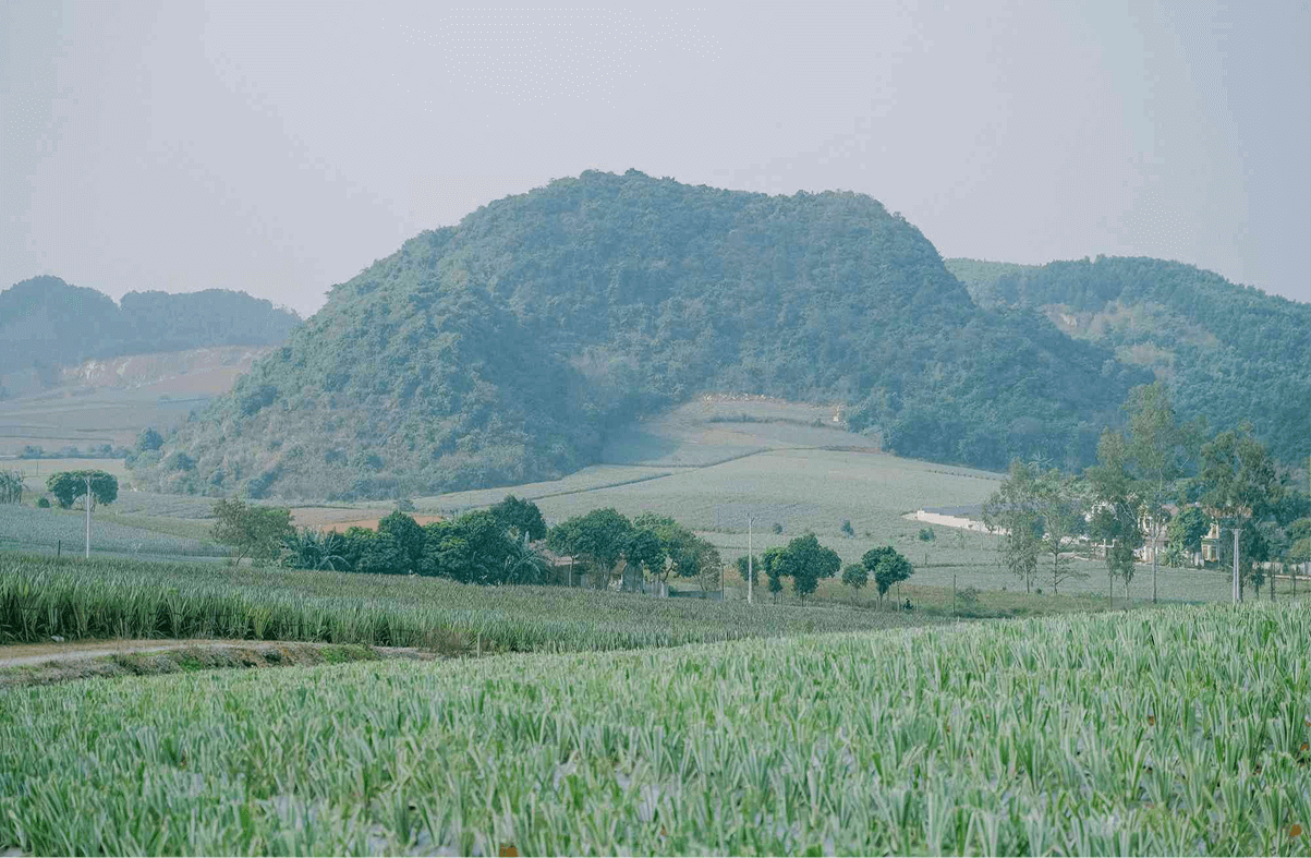 Khám phá vẻ đẹp Đồi Dứa Tam Hiệp – “Đà Lạt thu nhỏ” giữa lòng Ninh Bình
