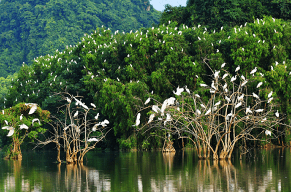 Khu bảo tồn vườn chim