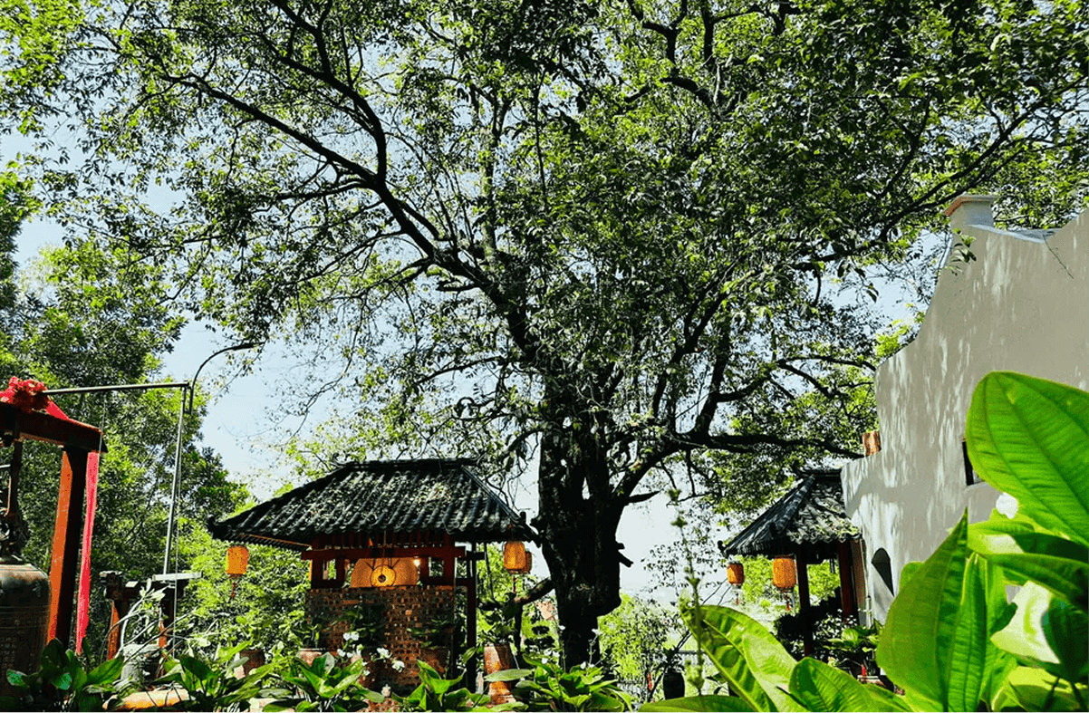 Kiến Trúc Chùa Cây Thị – Sự Giao Thoa Văn Hóa Á Đông Giữa Thiên Nhiên Tĩnh Lặng