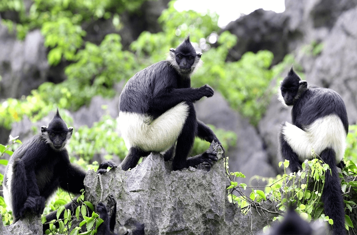 Môi trường sống tự nhiên