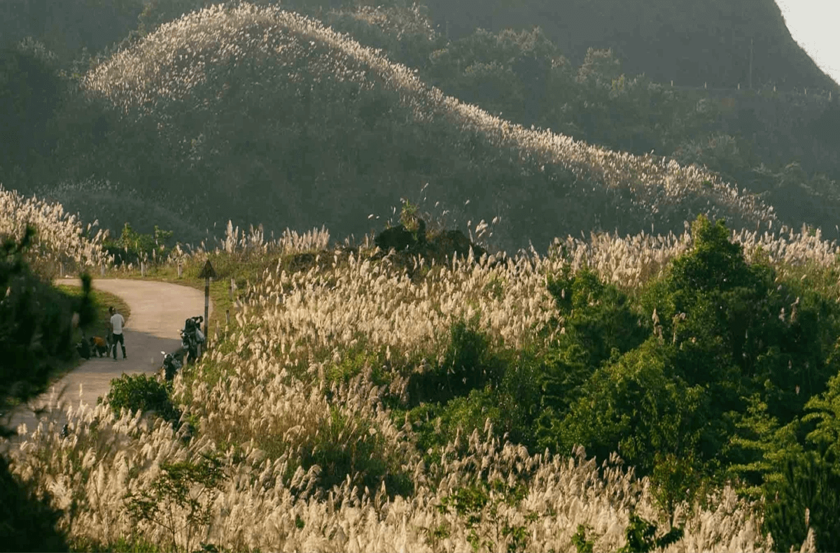 Mùa Hoa Lau Trắng Tại Ninh Bình Có Gì Hấp Dẫn