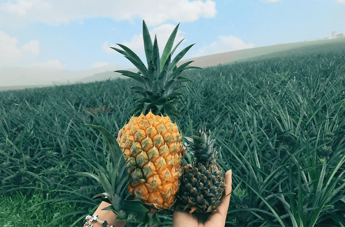 Nên đi Đồi Dứa Tam Điệp vào thời gian nào