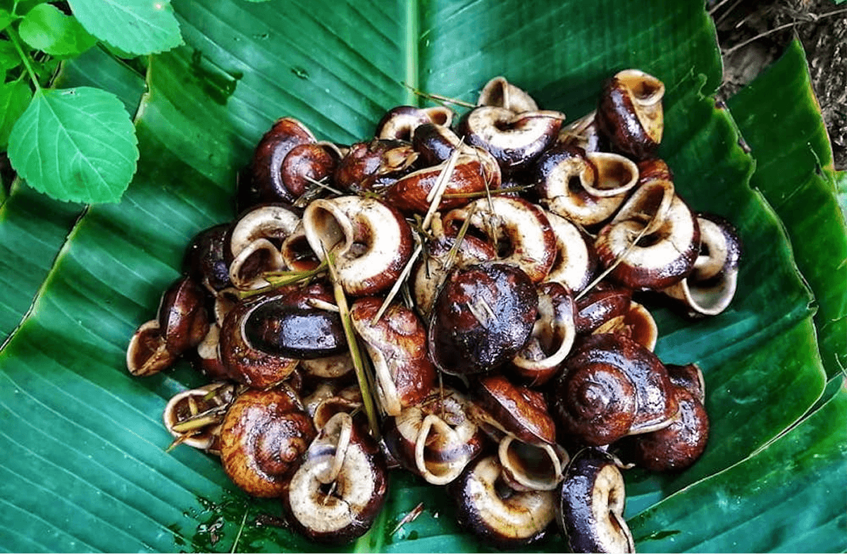 Ốc núi Ninh Bình