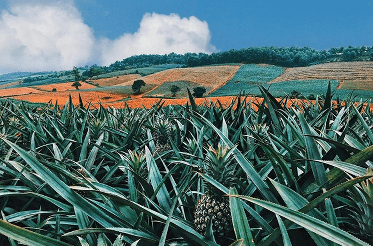 Sống Ảo Thả Ga Tại Nông Trại Dứa Đồng Giao