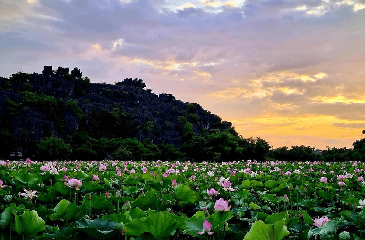 Thăm Ao Sen Và Đường Trúc Tại Hang Múa Ninh Bình