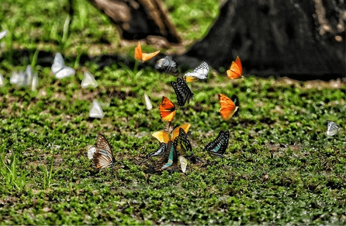 Thăm Các Điểm Đa Dạng Sinh Học