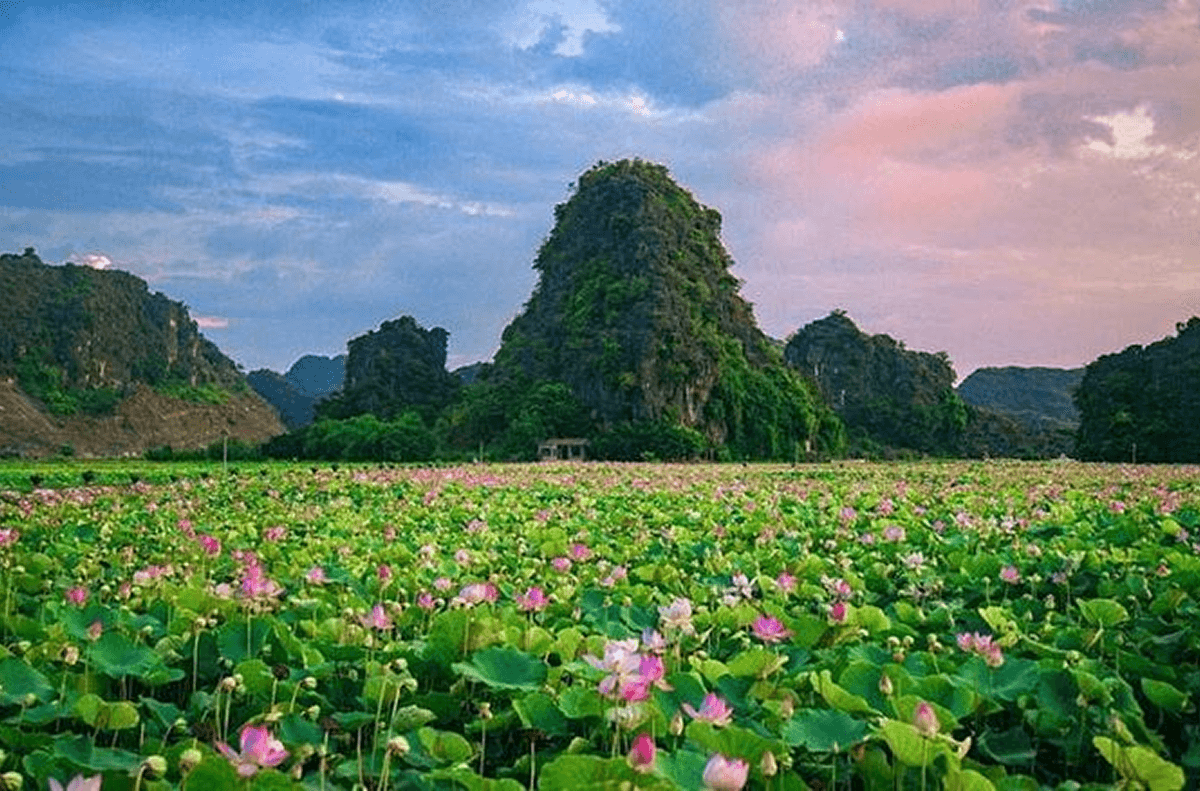 Thời Điểm Lý Tưởng Để Chiêm Ngưỡng Mùa Sen Ninh Bình