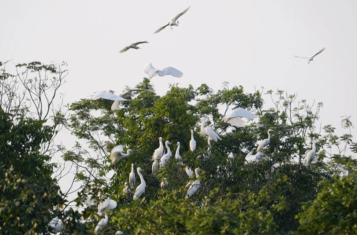 Thời Điểm Lý Tưởng Để Khám Phá Tam Cốc – Bích Động Mùa Chim – Cò Về Làm Tổ