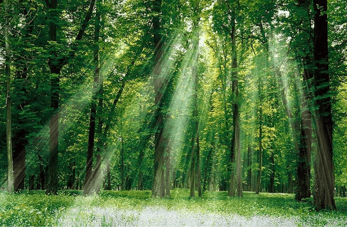 Thời Điểm Lý tưởng Để Khám Phá Vườn Quốc gia Cúc Phương