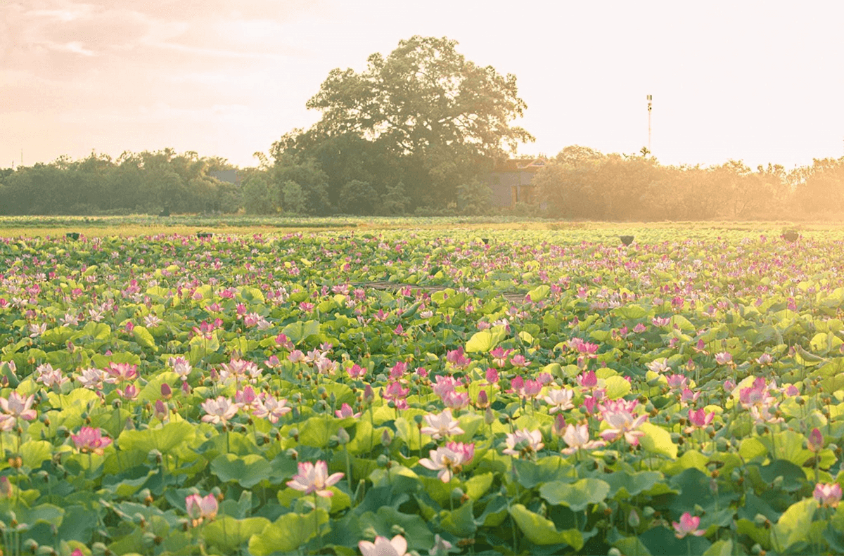 Thời gian chụp đẹp nhất