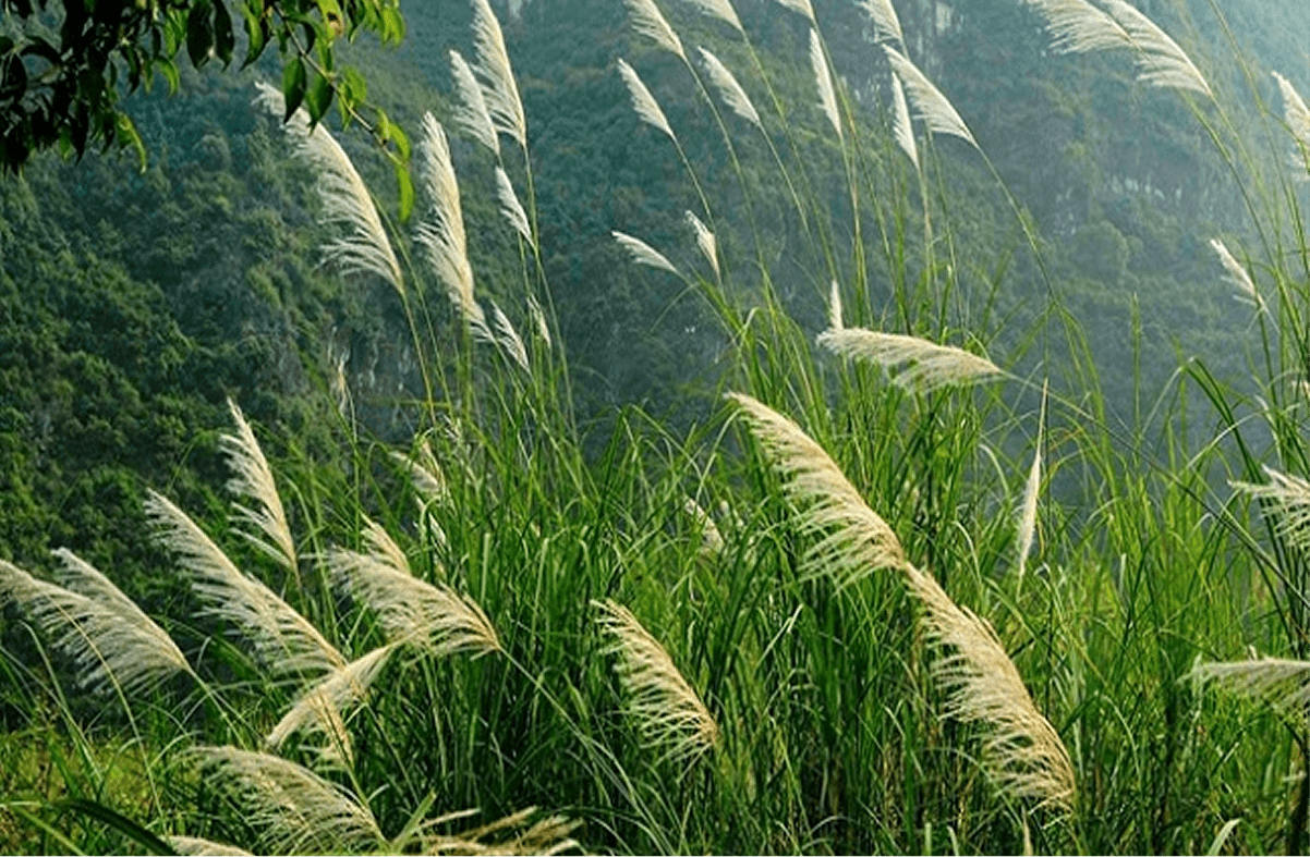 Thung Lau Ninh Bình – “Động Hoa Lư” giữa thung lũng lau trắng huyền thoại