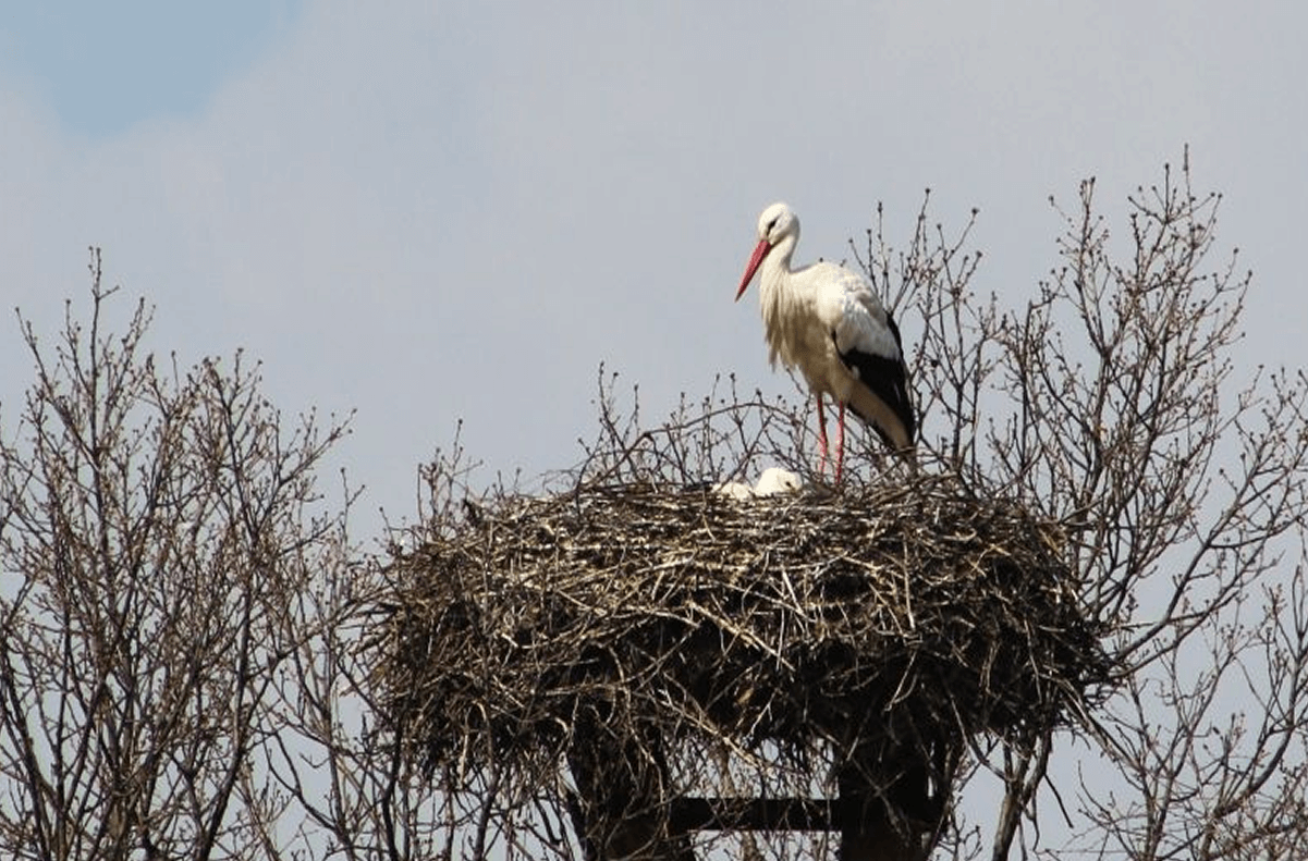 Vẻ Đẹp Sinh Thái Đặc Trưng Mùa Chim – Cò Về Làm Tổ