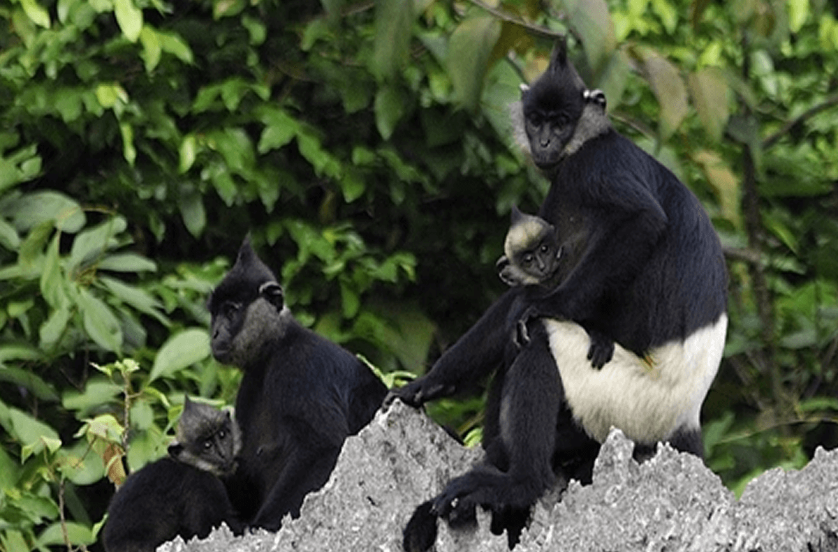 Ý nghĩa của việc đưa Voọc Mông Trắng vào các chiến dịch cộng đồng